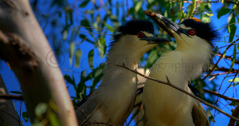 Black Crowned Night Herons near Davis, California
