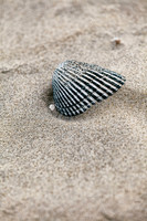 Jail Shell