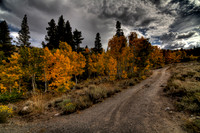 Mountain Gold